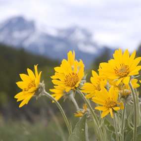 Homeopathic Treatments for Jet Lag